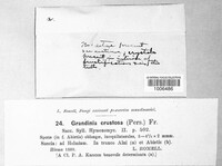 Lyomyces crustosus image
